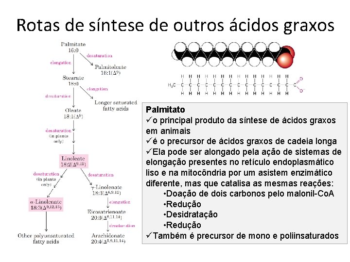 Rotas de síntese de outros ácidos graxos Palmitato üo principal produto da síntese de