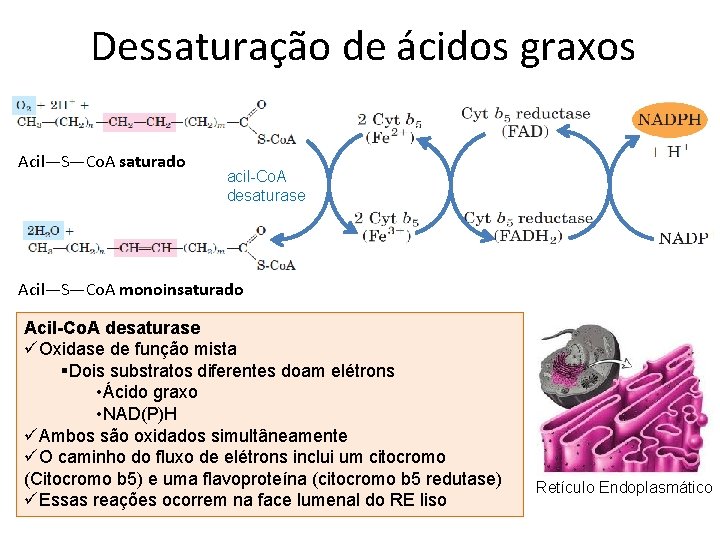 Dessaturação de ácidos graxos Acil—S—Co. A saturado acil-Co. A desaturase Acil—S—Co. A monoinsaturado Acil-Co.