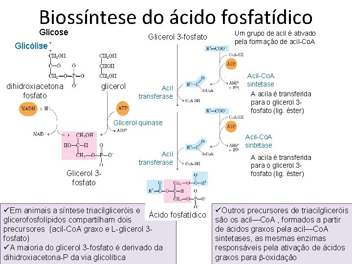 Biossíntese do ácido fosfatídico Glicose Glicerol 3 -fosfato Glicólise dihidroxiacetona fosfato glicerol Acil transferase