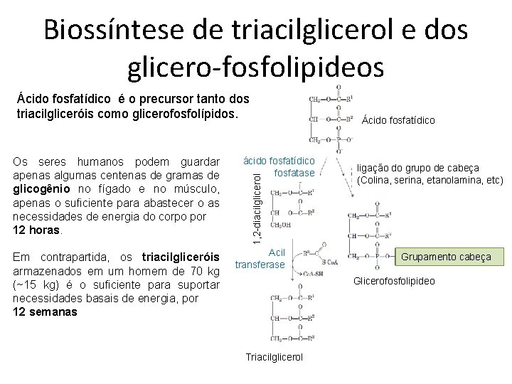 Biossíntese de triacilglicerol e dos glicero-fosfolipideos Ácido fosfatídico é o precursor tanto dos triacilgliceróis