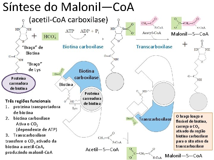 Síntese do Malonil—Co. A (acetil-Co. A carboxilase) Malonil—S—Co. A Biotina carboxilase “Braço” de Biotina