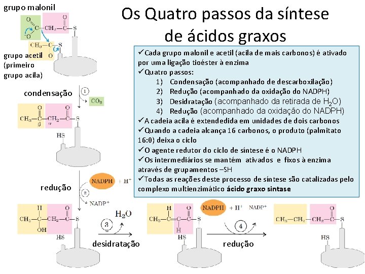 grupo malonil grupo acetil (primeiro grupo acila) condensação redução Os Quatro passos da síntese