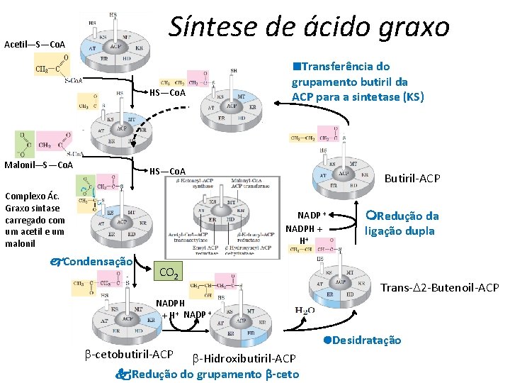 Síntese de ácido graxo Acetil—S—Co. A HS—Co. A Malonil—S—Co. A n. Transferência do grupamento