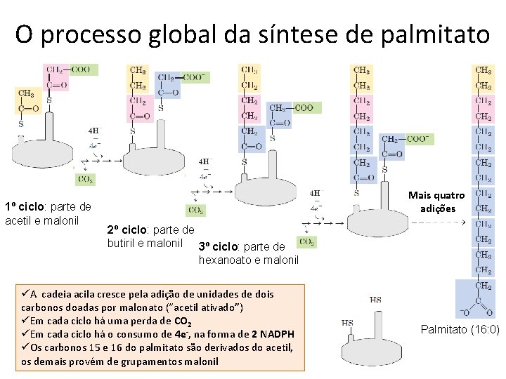 O processo global da síntese de palmitato 1º ciclo: parte de acetil e malonil