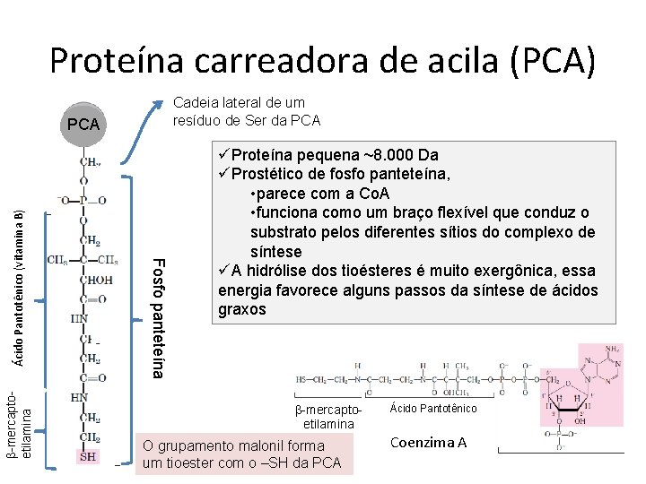 Proteína carreadora de acila (PCA) Cadeia lateral de um resíduo de Ser da PCA