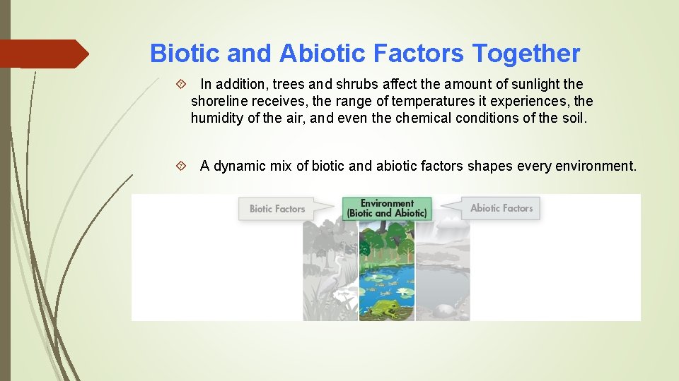 Biotic and Abiotic Factors Together In addition, trees and shrubs affect the amount of