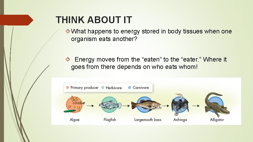 THINK ABOUT IT What happens to energy stored in body tissues when one organism