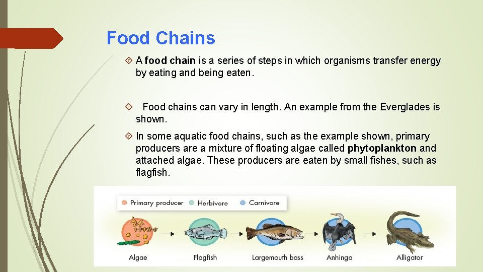 Food Chains A food chain is a series of steps in which organisms transfer