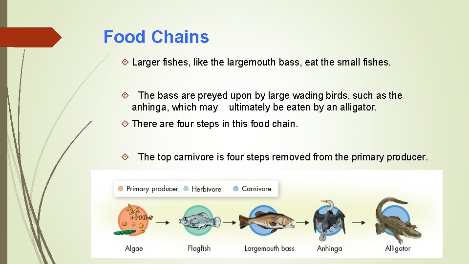 Food Chains Larger fishes, like the largemouth bass, eat the small fishes. The bass