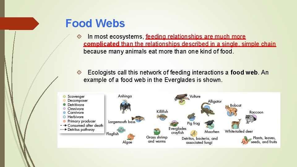 Food Webs In most ecosystems, feeding relationships are much more complicated than the relationships