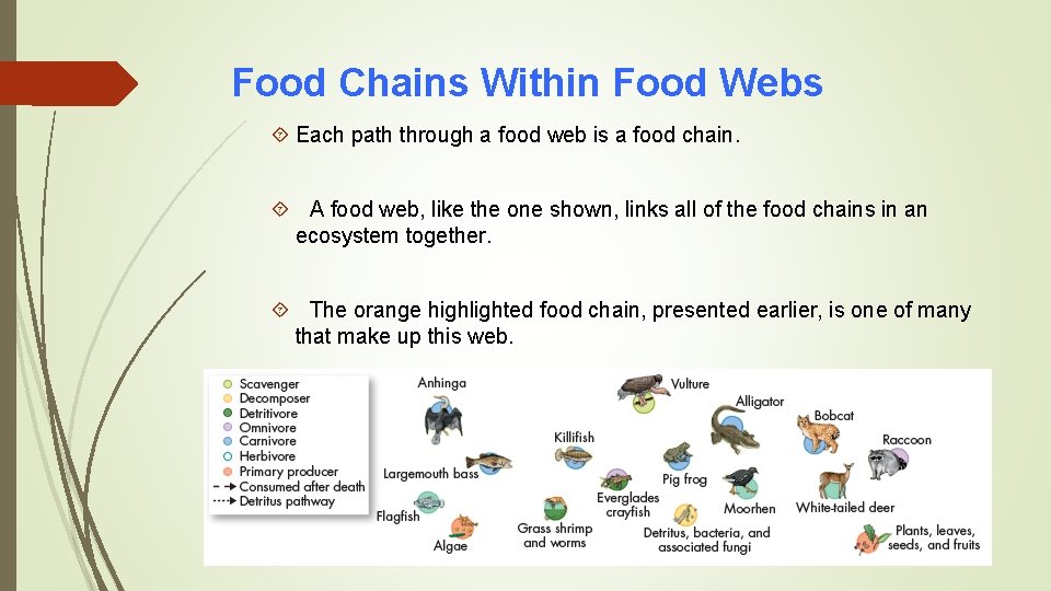 Food Chains Within Food Webs Each path through a food web is a food