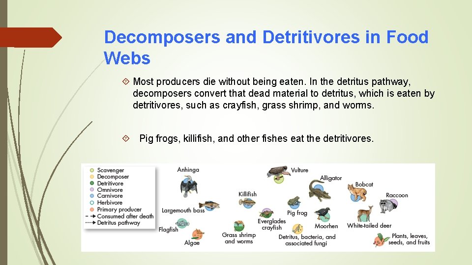 Decomposers and Detritivores in Food Webs Most producers die without being eaten. In the