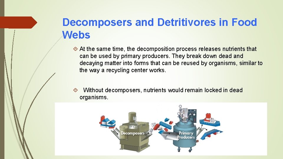 Decomposers and Detritivores in Food Webs At the same time, the decomposition process releases