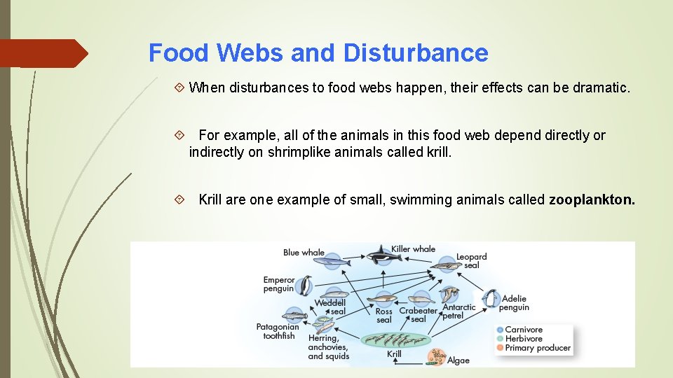 Food Webs and Disturbance When disturbances to food webs happen, their effects can be
