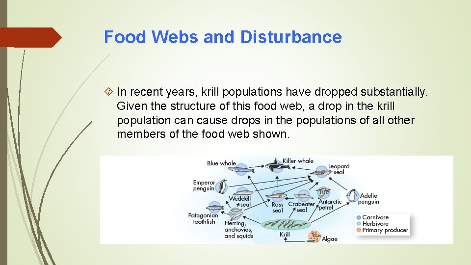 Food Webs and Disturbance In recent years, krill populations have dropped substantially. Given the