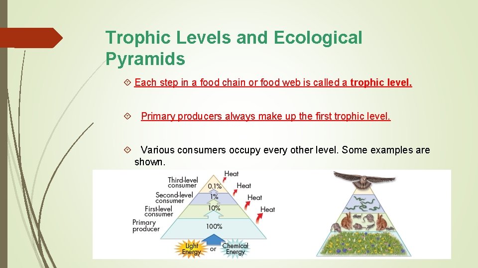 Trophic Levels and Ecological Pyramids Each step in a food chain or food web