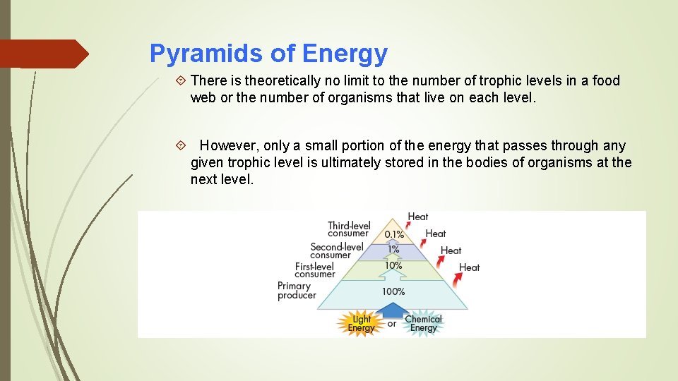 Pyramids of Energy There is theoretically no limit to the number of trophic levels