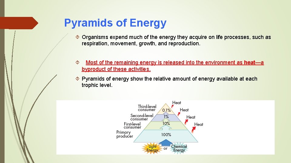 Pyramids of Energy Organisms expend much of the energy they acquire on life processes,
