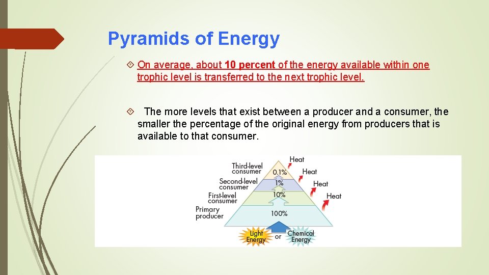 Pyramids of Energy On average, about 10 percent of the energy available within one