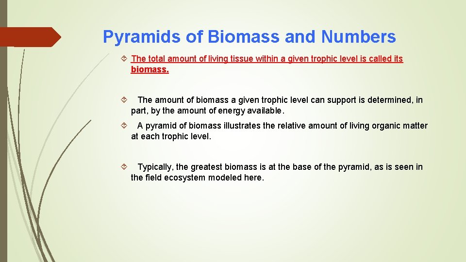 Pyramids of Biomass and Numbers The total amount of living tissue within a given