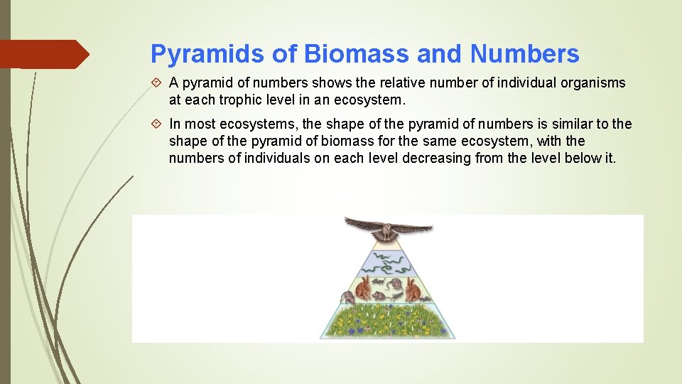 Pyramids of Biomass and Numbers A pyramid of numbers shows the relative number of