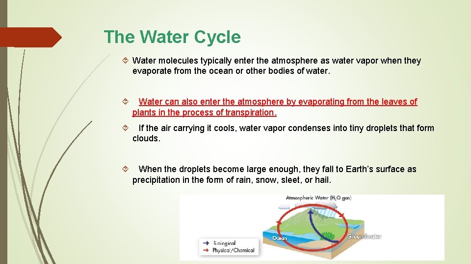 The Water Cycle Water molecules typically enter the atmosphere as water vapor when they