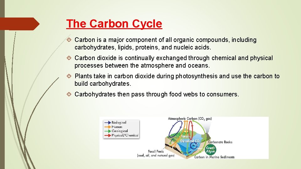 The Carbon Cycle Carbon is a major component of all organic compounds, including carbohydrates,