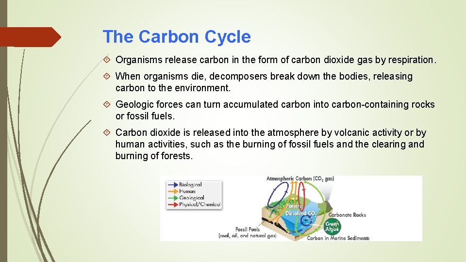The Carbon Cycle Organisms release carbon in the form of carbon dioxide gas by