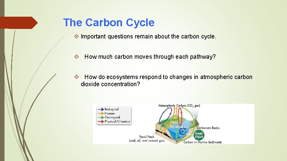The Carbon Cycle Important questions remain about the carbon cycle. How much carbon moves