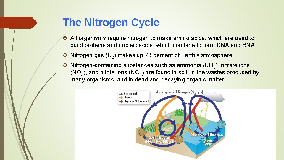 The Nitrogen Cycle All organisms require nitrogen to make amino acids, which are used