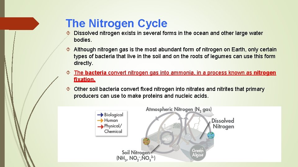 The Nitrogen Cycle Dissolved nitrogen exists in several forms in the ocean and other