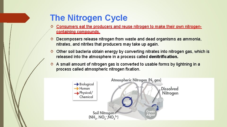 The Nitrogen Cycle Consumers eat the producers and reuse nitrogen to make their own