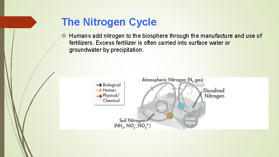 The Nitrogen Cycle Humans add nitrogen to the biosphere through the manufacture and use