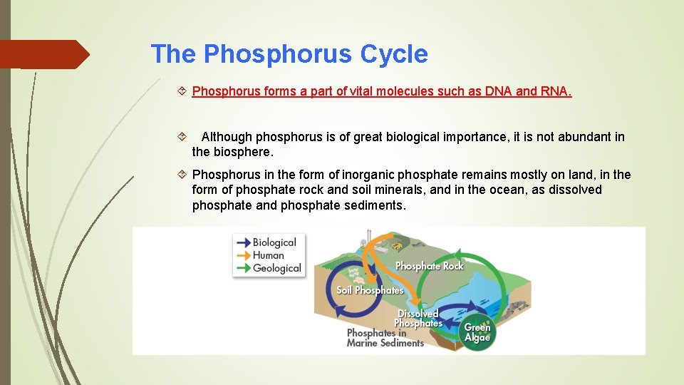 The Phosphorus Cycle Phosphorus forms a part of vital molecules such as DNA and