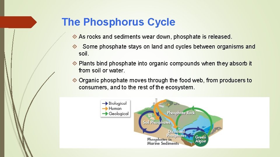 The Phosphorus Cycle As rocks and sediments wear down, phosphate is released. Some phosphate