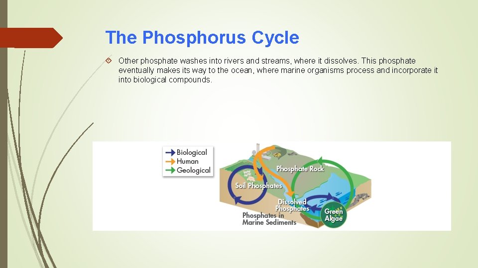 The Phosphorus Cycle Other phosphate washes into rivers and streams, where it dissolves. This