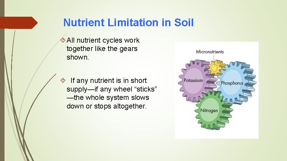 Nutrient Limitation in Soil All nutrient cycles work together like the gears shown. If