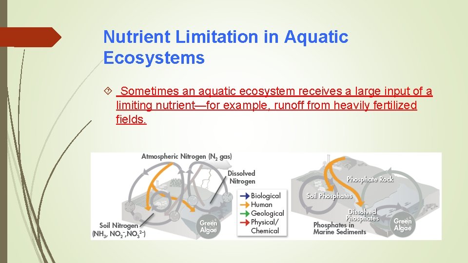 Nutrient Limitation in Aquatic Ecosystems Sometimes an aquatic ecosystem receives a large input of