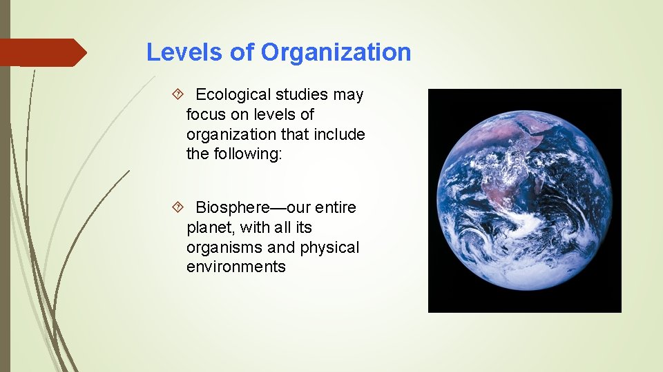 Levels of Organization Ecological studies may focus on levels of organization that include the
