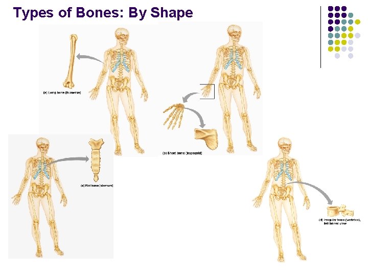 Types of Bones: By Shape 