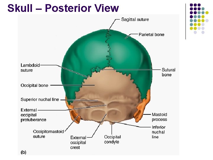 Skull – Posterior View 