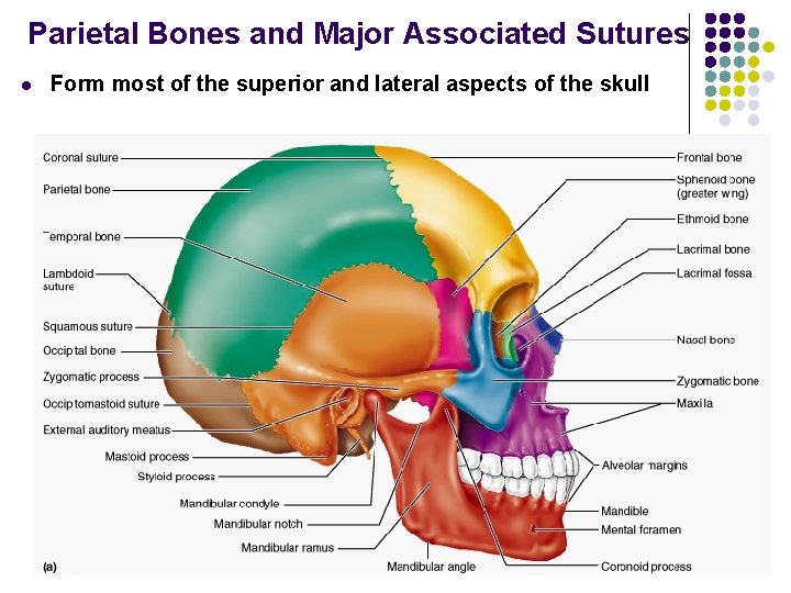 Parietal Bones and Major Associated Sutures l Form most of the superior and lateral