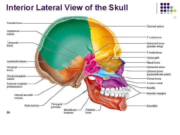 Interior Lateral View of the Skull 