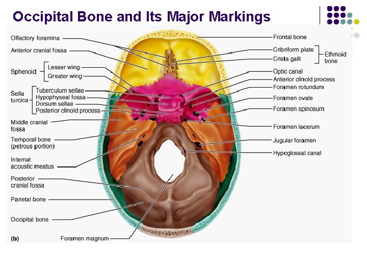 Occipital Bone and Its Major Markings 