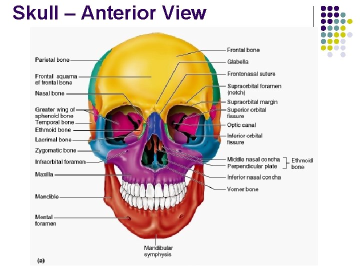 Skull – Anterior View 
