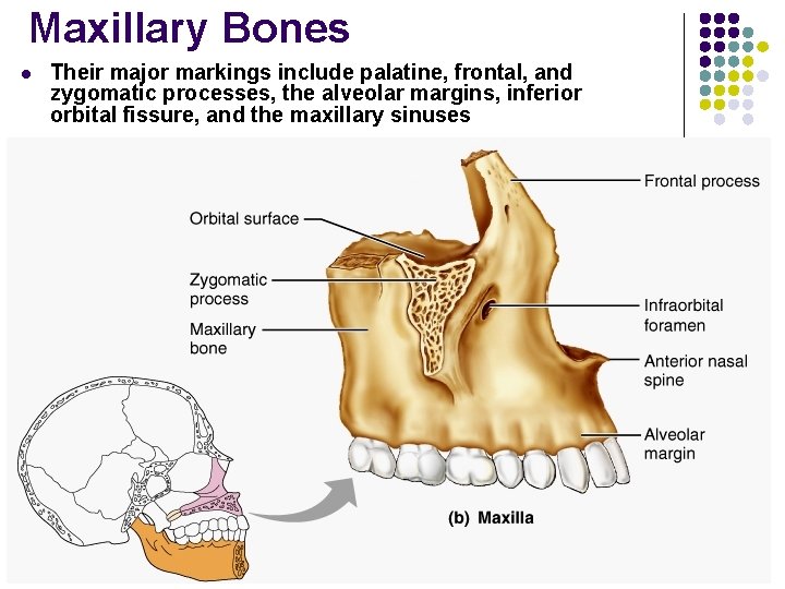 Maxillary Bones l Their major markings include palatine, frontal, and zygomatic processes, the alveolar