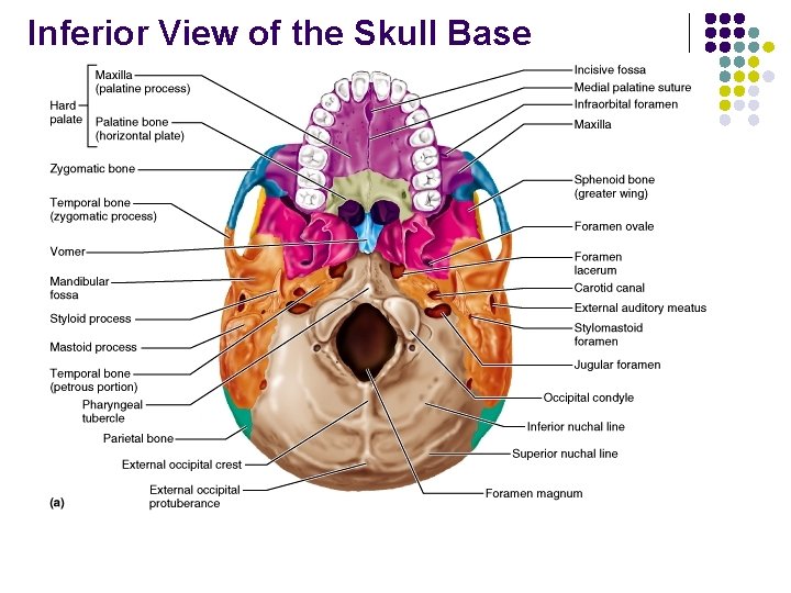 Inferior View of the Skull Base 