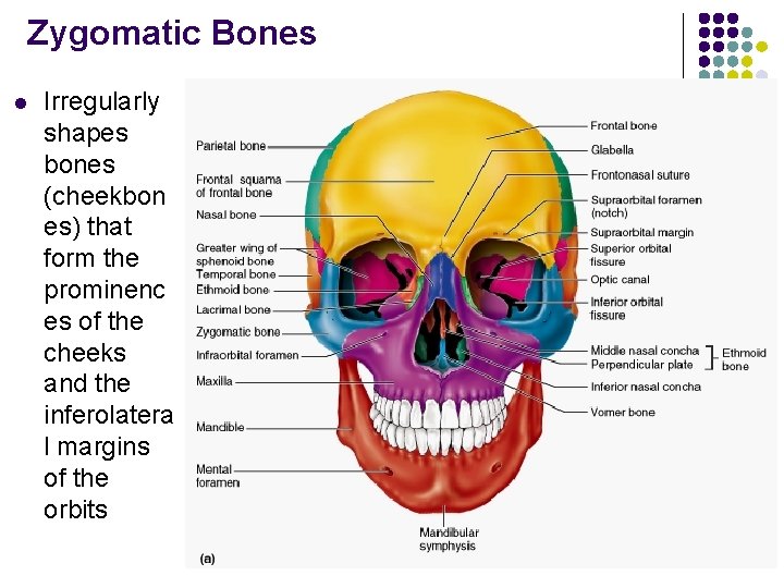 Zygomatic Bones l Irregularly shapes bones (cheekbon es) that form the prominenc es of