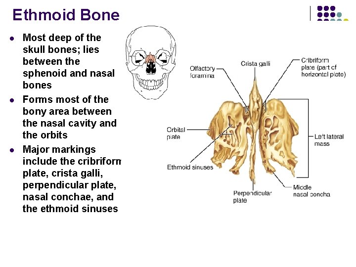Ethmoid Bone l l l Most deep of the skull bones; lies between the