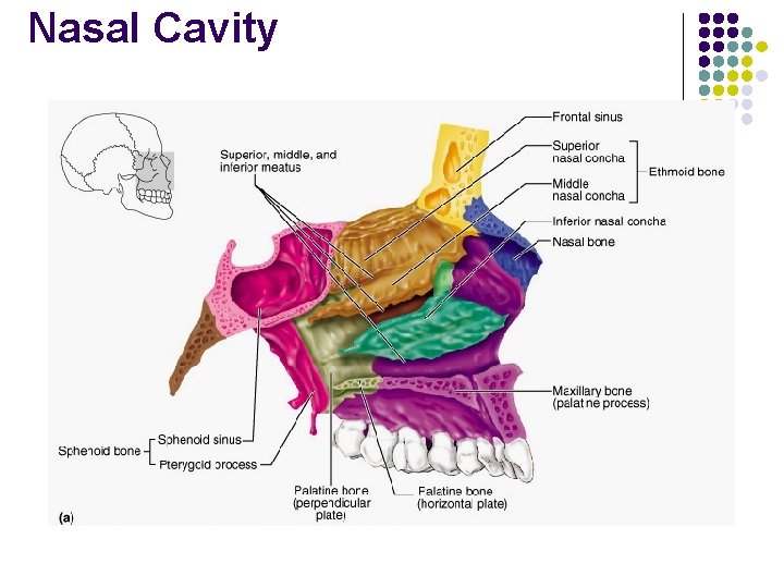 Nasal Cavity 